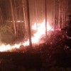 Ribuan Pohon Jati dan Mangga Terbakar